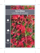 Picture of **GREVILLEA JOHN EVANS                                                                                                                                