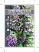 Picture of **HARDENBERGIA VIOLACEA HAPPY WANDERER                                                                                                                
