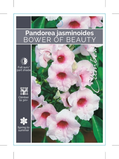 Picture of **PANDOREA JASMINOIDES BOWER OF BEAUTY                                                                                                                