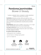 Picture of **PANDOREA JASMINOIDES BOWER OF BEAUTY                                                                                                                