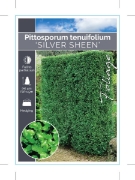 Picture of PITTOSPORUM TENUIFOLIUM SILVER SHEEN                                                                                                                  