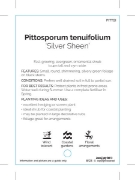 Picture of PITTOSPORUM TENUIFOLIUM SILVER SHEEN                                                                                                                  