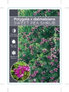 Picture of **POLYGALA X DALMAISIANA SWEET PEA SHRUB                                                                                                              