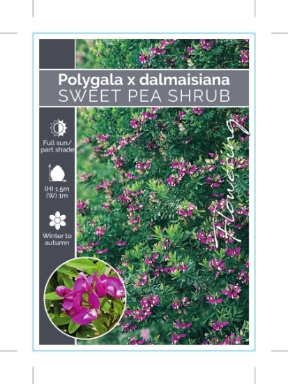 Picture of **POLYGALA X DALMAISIANA SWEET PEA SHRUB                                                                                                              