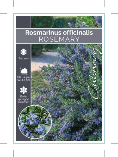 Picture of ROSMARINUS OFFICINALIS                                                                                                                                
