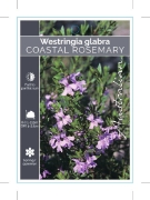 Picture of WESTRINGIA GLABRA COASTAL ROSEMARY                                                                                                                    