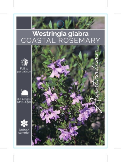 Picture of WESTRINGIA GLABRA COASTAL ROSEMARY                                                                                                                    
