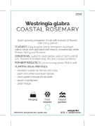 Picture of WESTRINGIA GLABRA COASTAL ROSEMARY                                                                                                                    