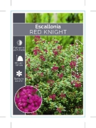 Picture of **ESCALLONIA RED KNIGHT                                                                                                                               