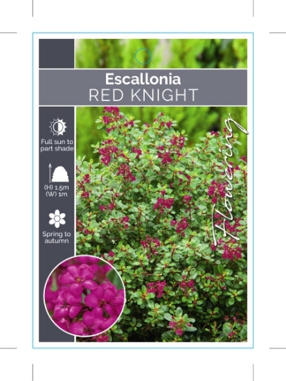 Picture of **ESCALLONIA RED KNIGHT                                                                                                                               