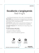 Picture of **ESCALLONIA RED KNIGHT                                                                                                                               