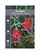 Picture of **GREVILLEA WINPARA GEM                                                                                                                               