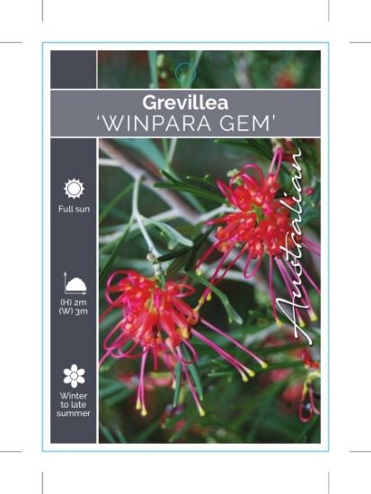Picture of **GREVILLEA WINPARA GEM                                                                                                                               