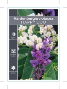 Picture of **HARDENBERGIA VIOLACEA HAPPY DUO                                                                                                                     