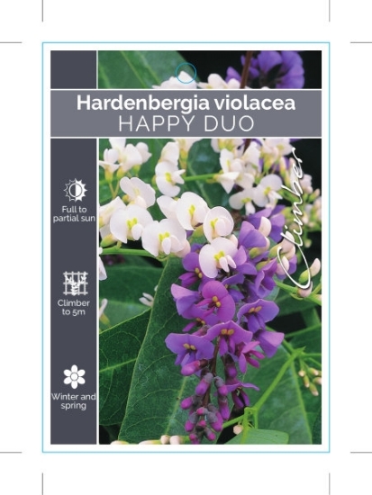 Picture of **HARDENBERGIA VIOLACEA HAPPY DUO                                                                                                                     