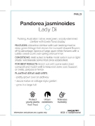Picture of PANDOREA JASMINOIDES LADY DI                                                                                                                          