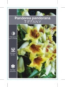 Picture of **PANDOREA JASMINOIDES TIFFANY                                                                                                                        