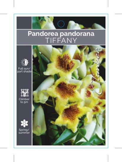 Picture of **PANDOREA JASMINOIDES TIFFANY                                                                                                                        