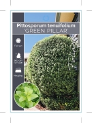 Picture of **PITTOSPORUM TENUIFOLIUM GREEN PILLAR                                                                                                                
