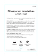 Picture of **PITTOSPORUM TENUIFOLIUM GREEN PILLAR                                                                                                                