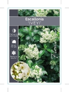 Picture of **ESCALLONIA IVEYI                                                                                                                                    