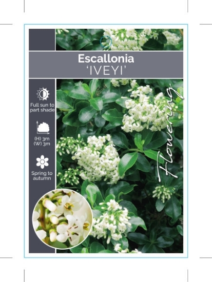 Picture of **ESCALLONIA IVEYI                                                                                                                                    