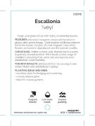 Picture of **ESCALLONIA IVEYI                                                                                                                                    