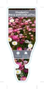 Picture of RHODANTHE CHLOROCEPHALA PINK &amp; WHITE EVERLASTING                                                                                                  