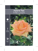Picture of ROSE THE LADY (HT)                                                                                                                                    