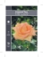Picture of ROSE THE LADY (HT)                                                                                                                                    