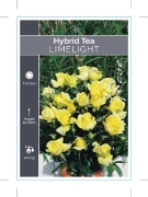 Picture of ROSE LIMELIGHT (HT)                                                                                                                                   