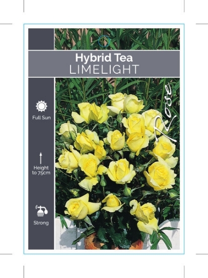Picture of ROSE LIMELIGHT (HT)                                                                                                                                   