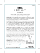 Picture of ROSE LIMELIGHT (HT)                                                                                                                                   