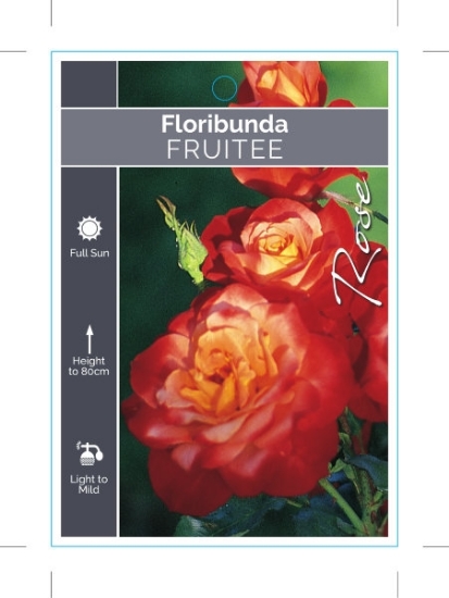 Picture of ROSE FRUITEE (FL)                                                                                                                                     