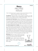 Picture of ROSE FRUITEE (FL)                                                                                                                                     