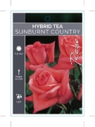 Picture of ROSE SUNBURNT COUNTRY (HT)                                                                                                                            