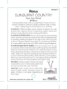 Picture of ROSE SUNBURNT COUNTRY (HT)                                                                                                                            