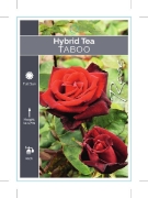 Picture of ROSE TABOO (HT)                                                                                                                                       