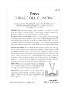 Picture of ROSE CHINA DOLL CLIMBING                                                                                                                              