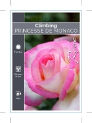 Picture of ROSE PRINCESSE DE MONACO CLIMBING                                                                                                                     