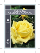 Picture of ROSE GRANDPA DICKSON (HT)                                                                                                                             