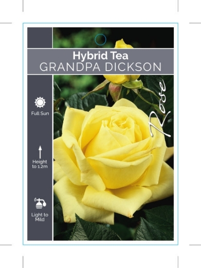 Picture of ROSE GRANDPA DICKSON (HT)                                                                                                                             
