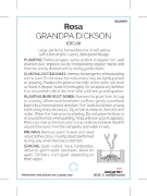 Picture of ROSE GRANDPA DICKSON (HT)                                                                                                                             