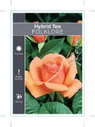 Picture of ROSE FOLKLORE (HT)                                                                                                                                    