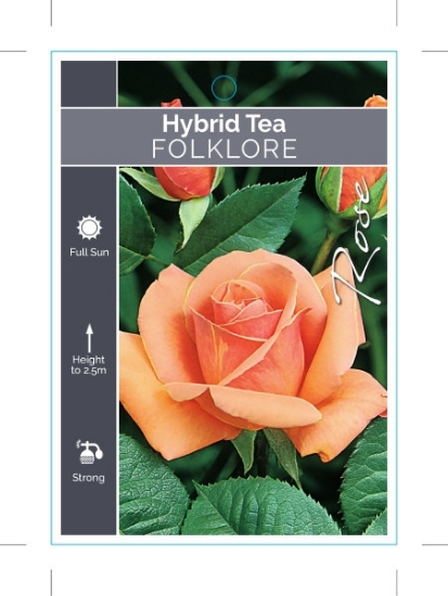 Picture of ROSE FOLKLORE (HT)                                                                                                                                    