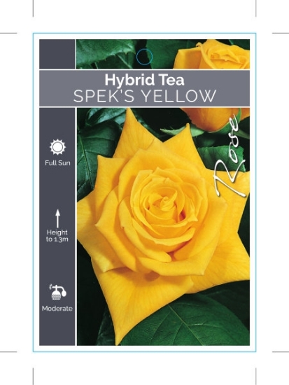 Picture of ROSE SPEKS YELLOW (HT)                                                                                                                                