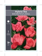 Picture of ROSE MONTEZUMA (HT)                                                                                                                                   