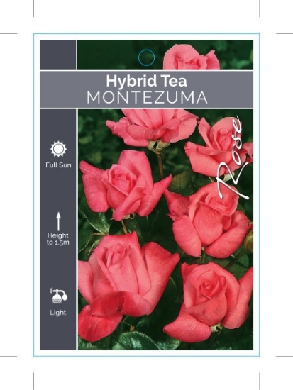 Picture of ROSE MONTEZUMA (HT)                                                                                                                                   