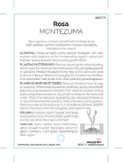 Picture of ROSE MONTEZUMA (HT)                                                                                                                                   