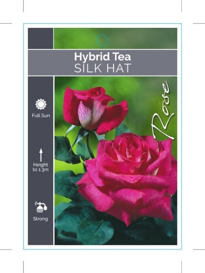Picture of ROSE SILK HAT (HT)                                                                                                                                    